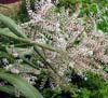 Cabbage Tree in Flower